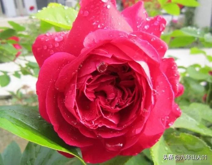 常见丰花月季品种一览,阳台盆栽丰花月季什么品种最好