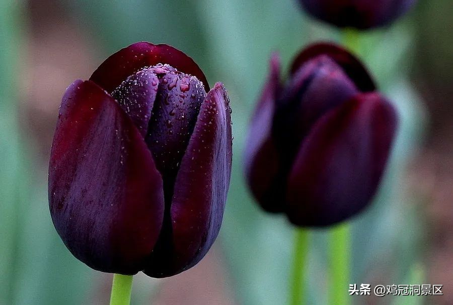 郁金香花的花语和寓意,郁金香玫瑰花语是什么