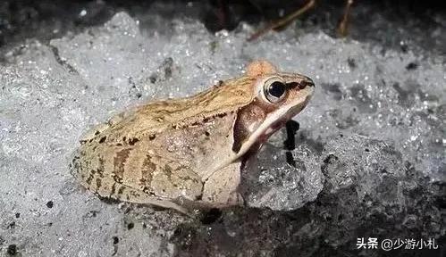 商场里面为什么有很多玩偶蛙,在商场里买青蛙