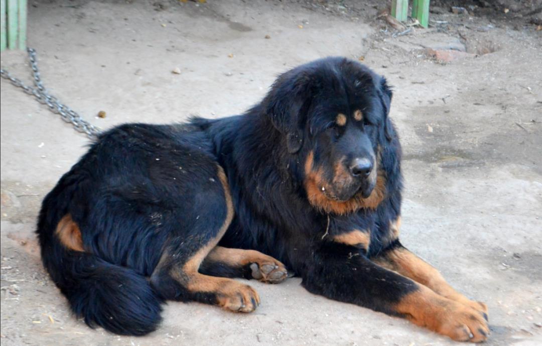 西藏纯种藏獒繁殖基地,藏獒养殖技术教学视频播放