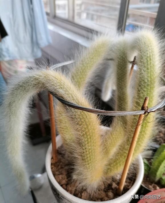 多肉九尾狐有长毛和短毛之分吗,猴尾柱与九尾狐哪个粗一点