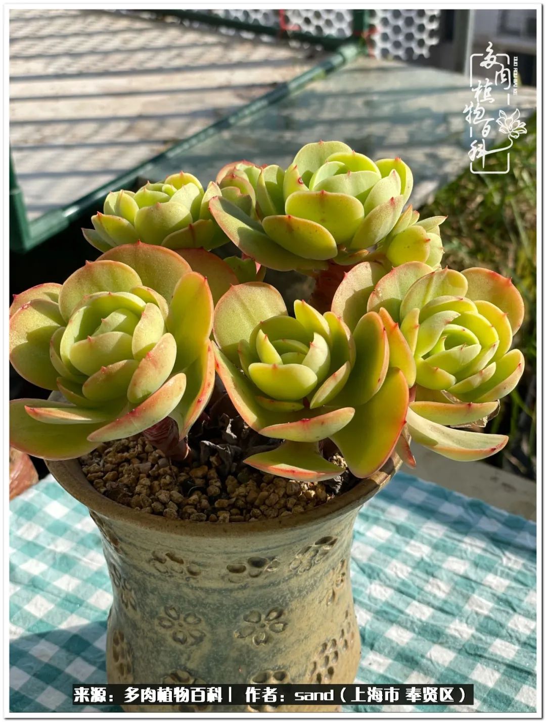 养点花草给生活添点乐趣,养点花花草草心情自然会好