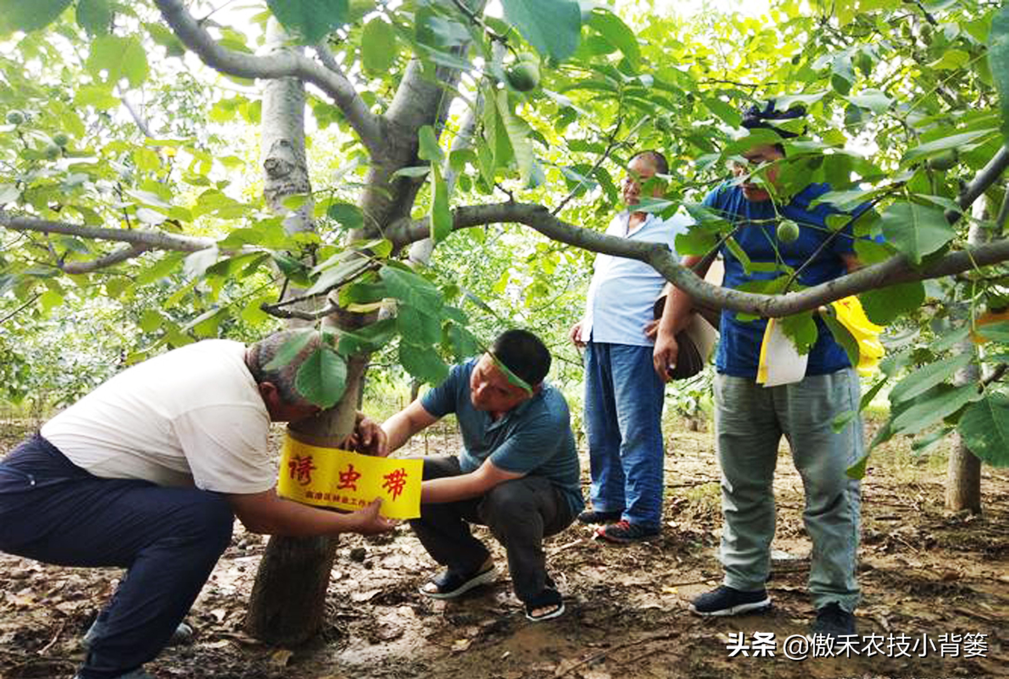 果树树干钻心虫用什么药效果好,芒果果树钻心虫用什么药最有效