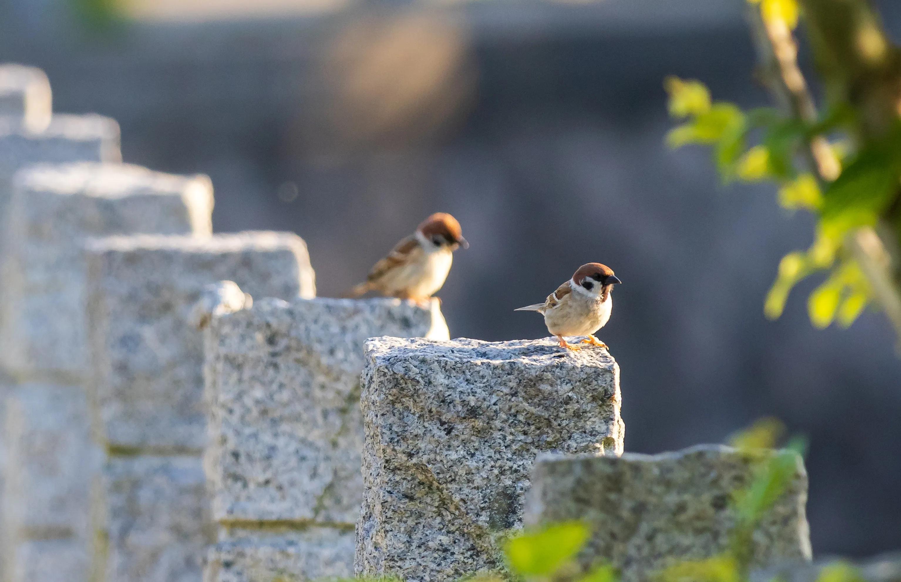 上海市嘉定区安亭国际汽车城,上海嘉定安亭国际汽车城