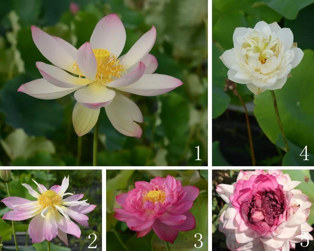 绝美的荷花品种大全图集,超好看荷花品种大型荷花