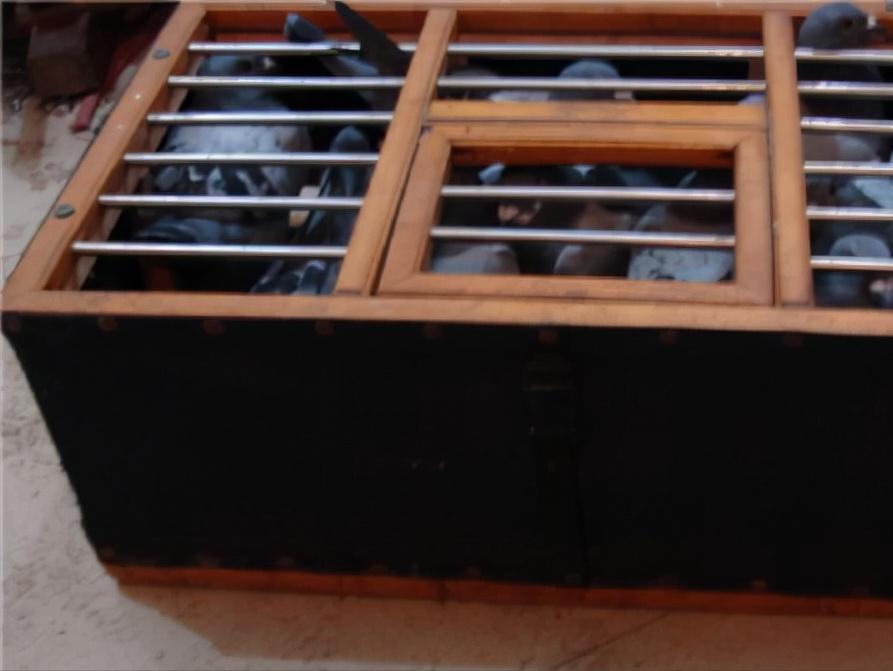 挤笼训练与单体训飞,图