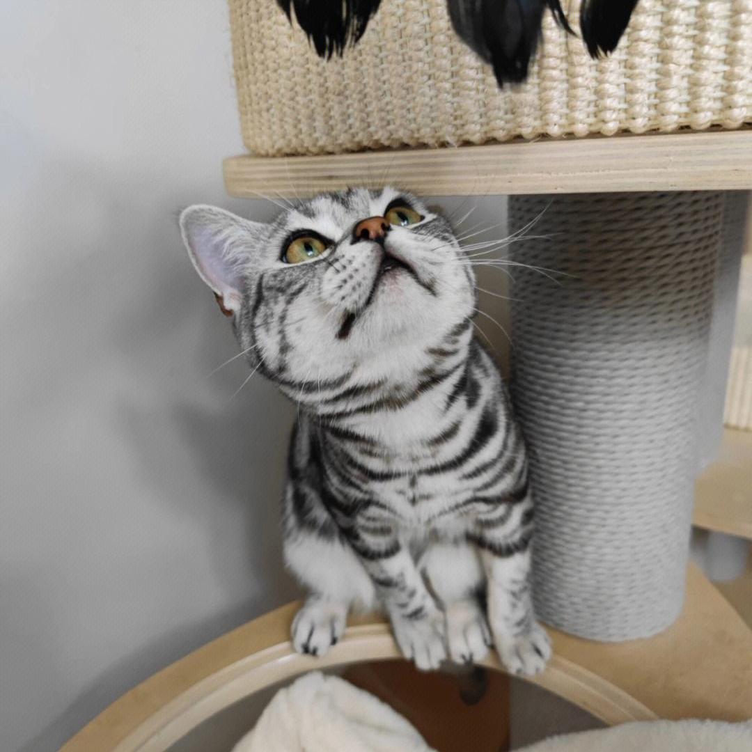 猫咪拉稀便便很臭但是精神好,猫咪大便臭是什么原因