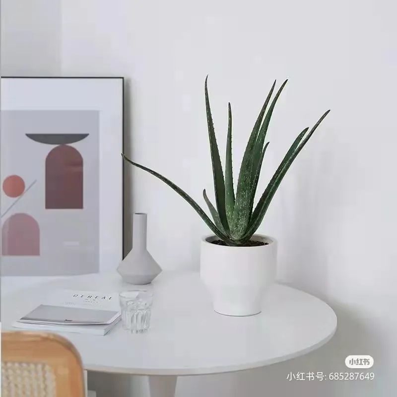 办公室必买的绿植,适合办公室的大型绿植大全