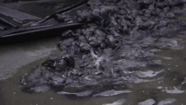 养殖石蛙深山老林,龙泉石蛙野生