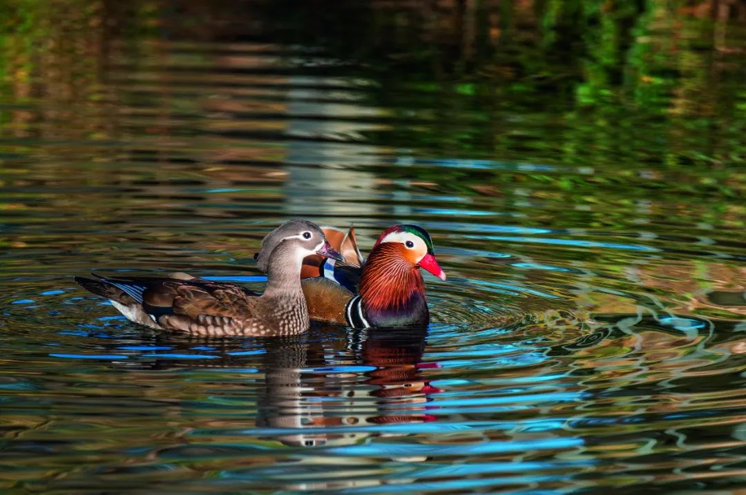 跟着“鸟王爷”去观鸟