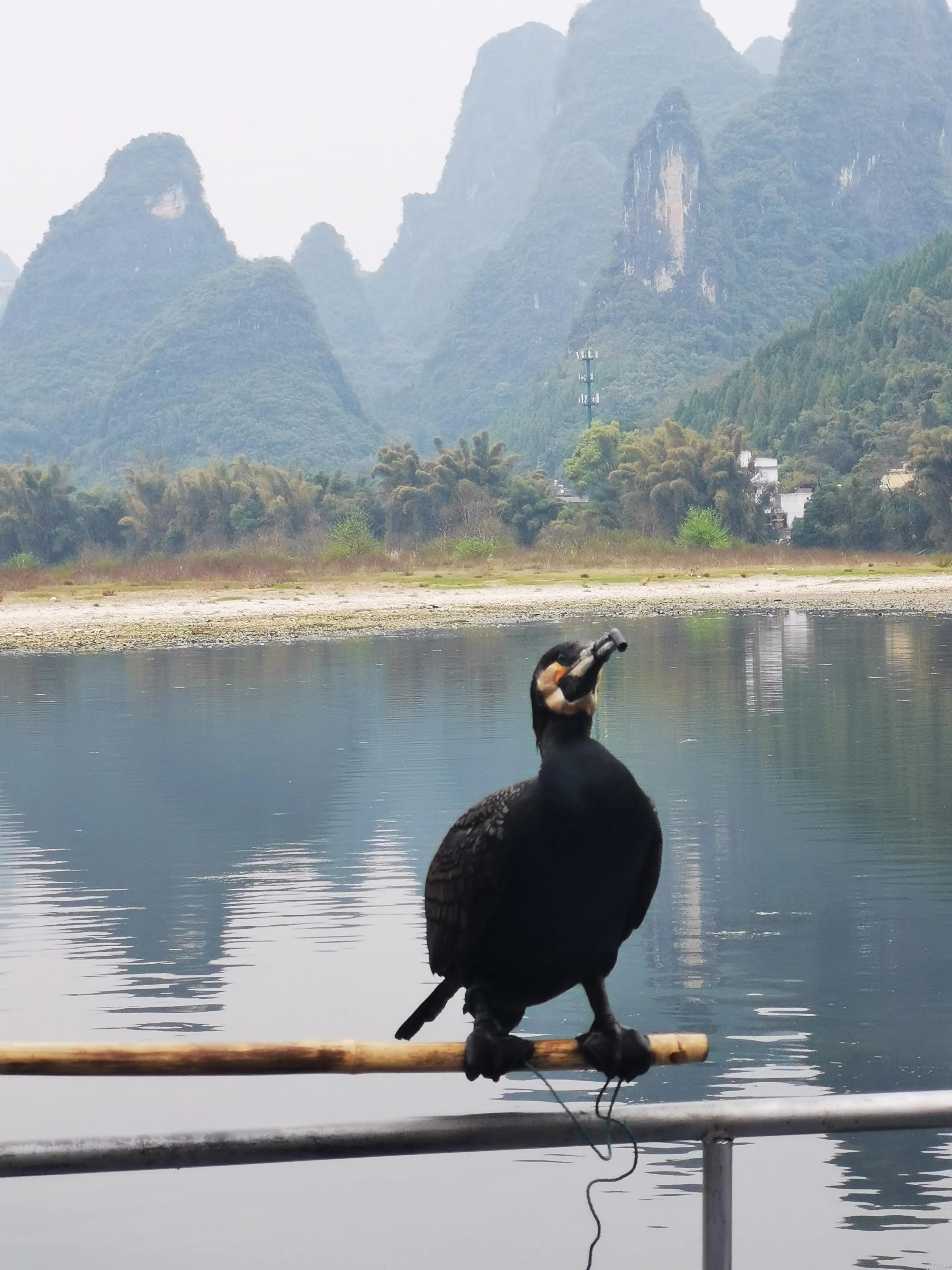 广西桂林旅游被骗购物如何维权,桂林旅游受骗怎么办