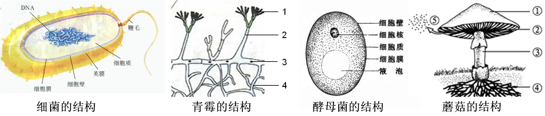 2023八年级上册生物必背考点归纳,2022八年级生物地理会考重点