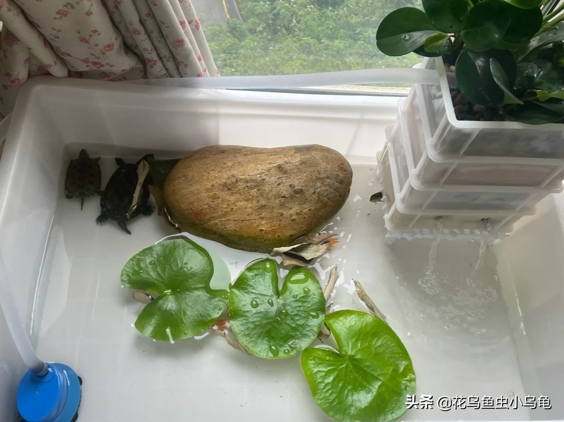 透明周转箱养龟环境布置,养龟不用过滤器怎么布置