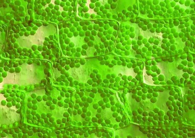 植物叶子不成形是什么原因,西瓜叶片呈降落伞状是怎么回事