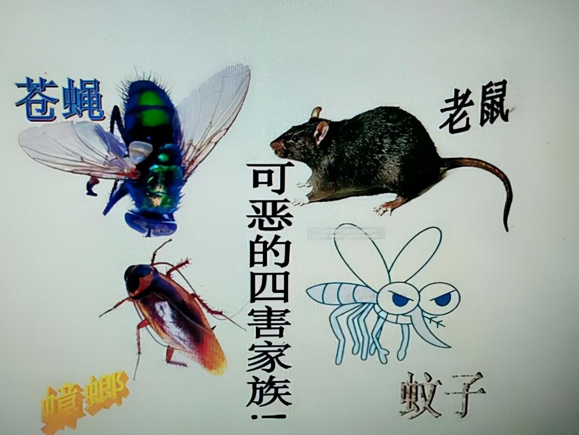 农村用老鼠笼和夹子抓老鼠,小时候用老鼠笼抓老鼠