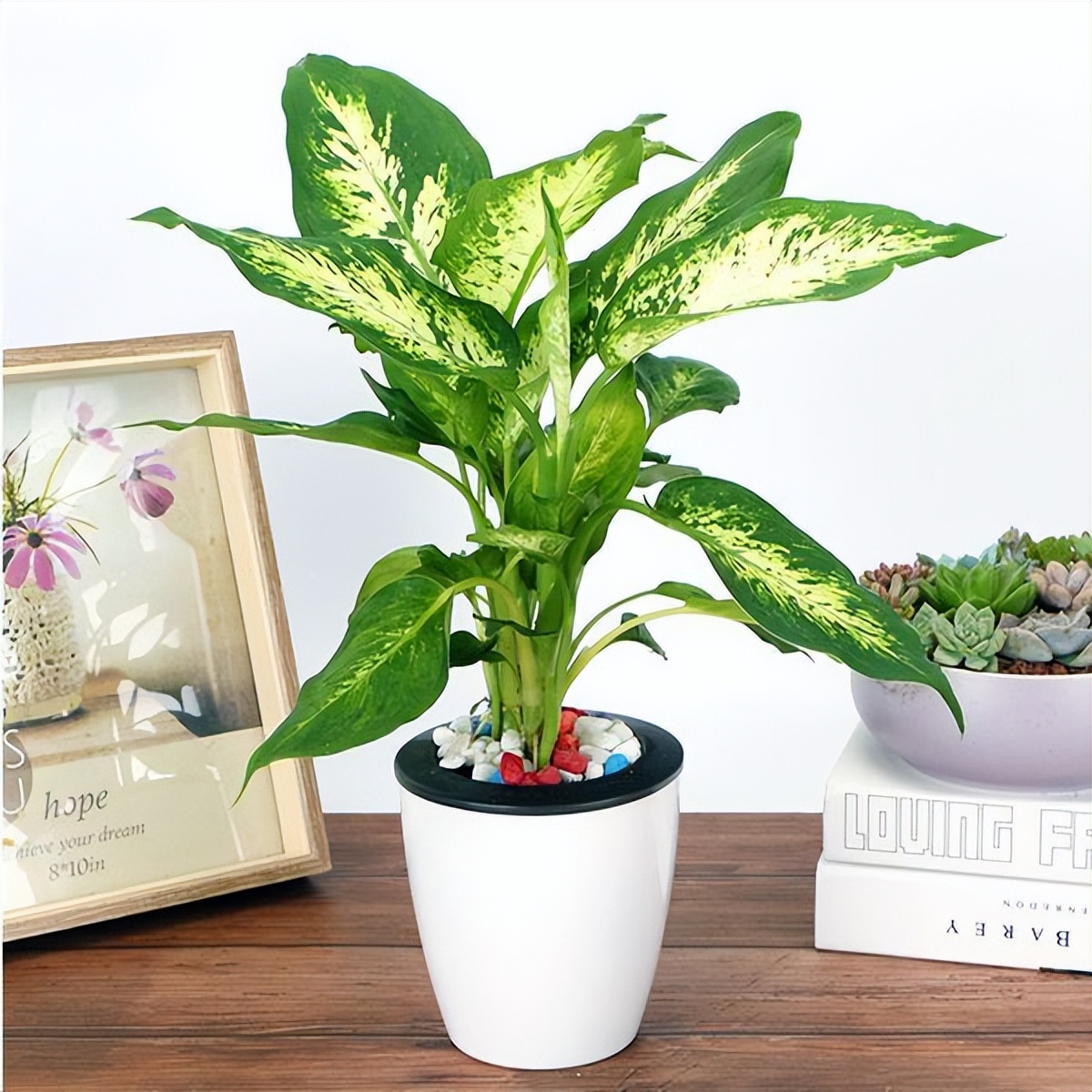 适合室内养的耐阴花和植物,就养这10种耐阴花比绿萝都好养