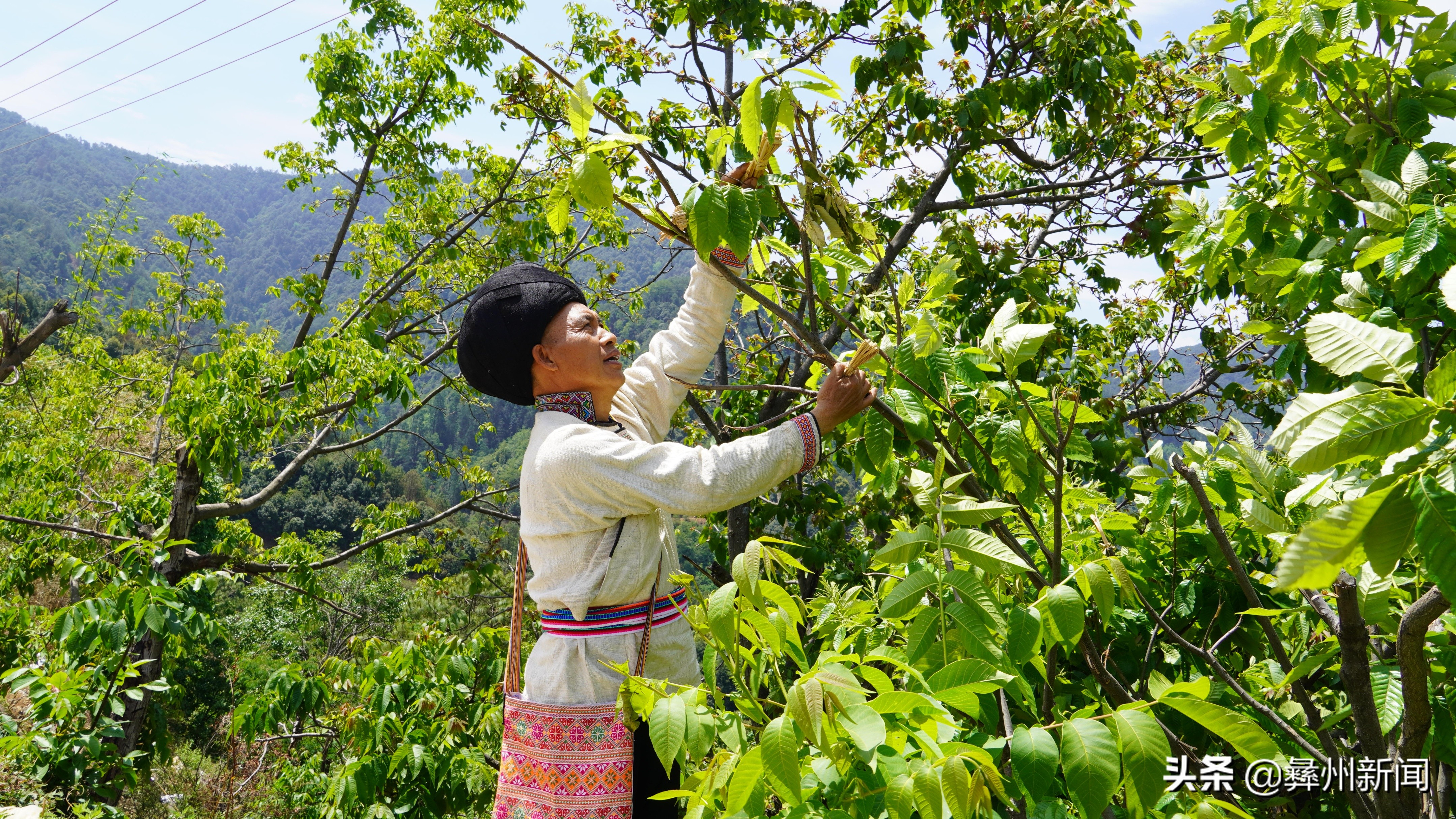 四川德昌：再见是蜡虫探秘消失已久的白蜡制作技艺
