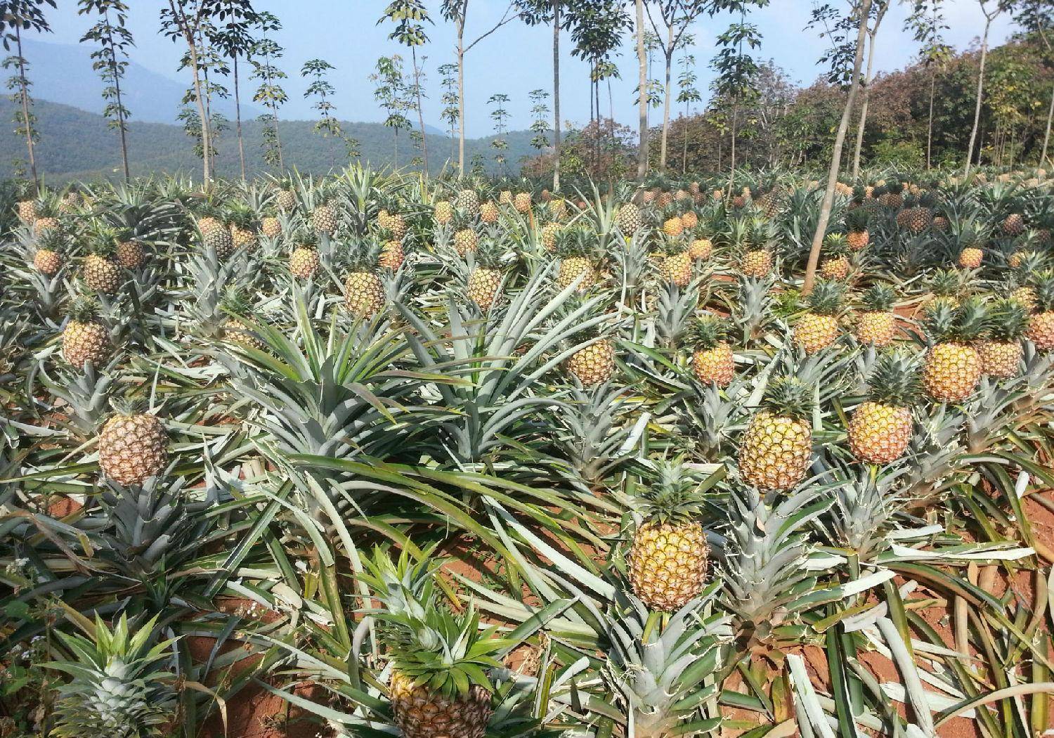 哪种水果是我国的本土水果,以下哪种水果是我国的本土水果