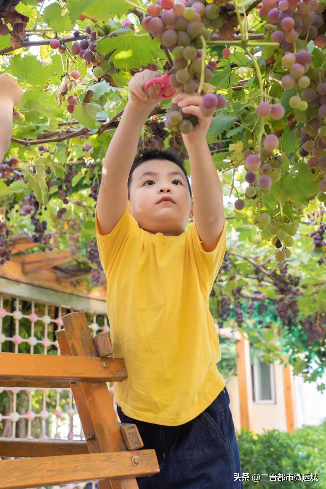 秋光如岁邂逅一场欢喜——临猗县直一园开学季