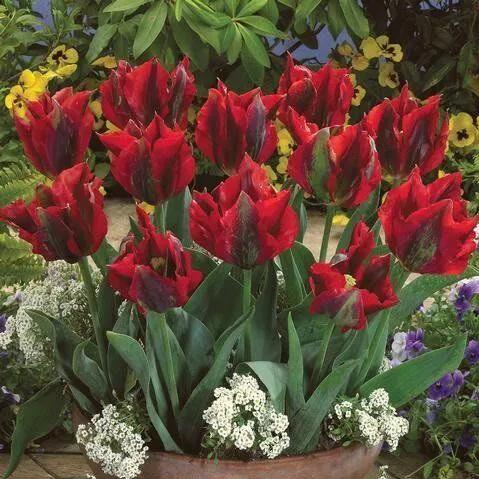 如何在家里种植美丽的郁金香,荷兰库肯霍夫花园里的郁金香品种