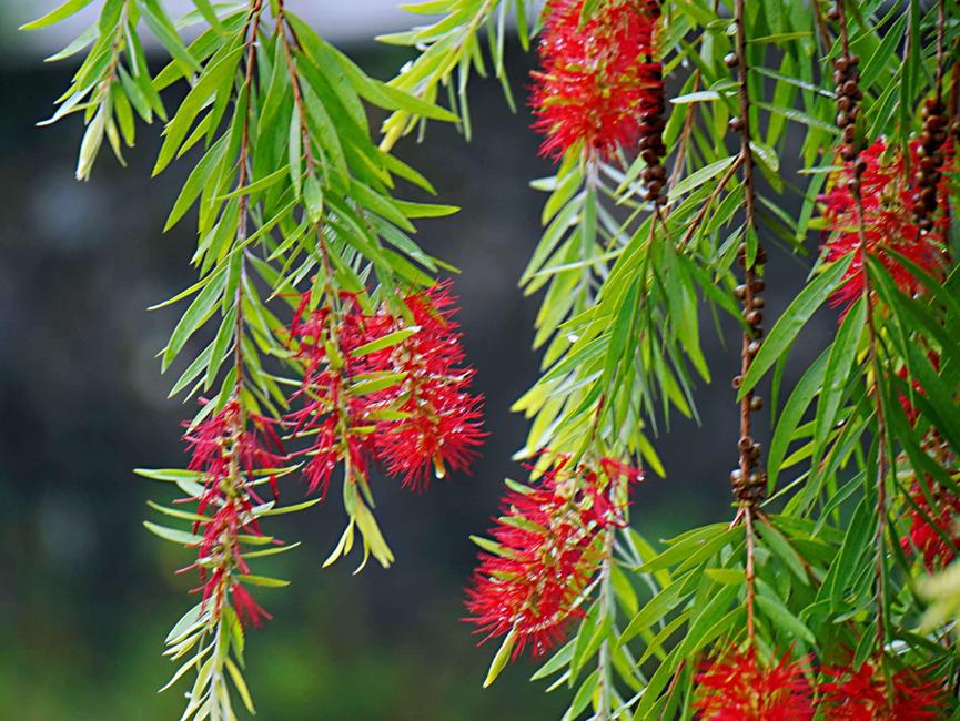 迪拜适合养什么植物,迪拜常见花草