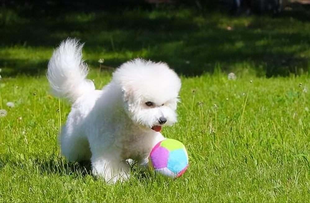 比熊出门就会“吃草”？可能在自救，宠主别傻傻不懂