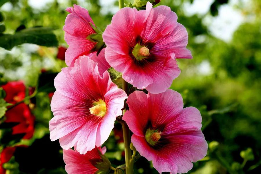 一花一世界一念一佳人的图片,一花一世界一叶一春秋图片