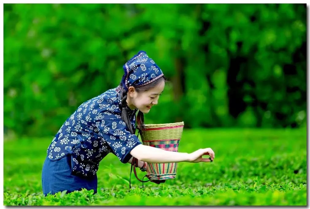 四字茶名字诗意有韵味,与茶有关的好听的名字