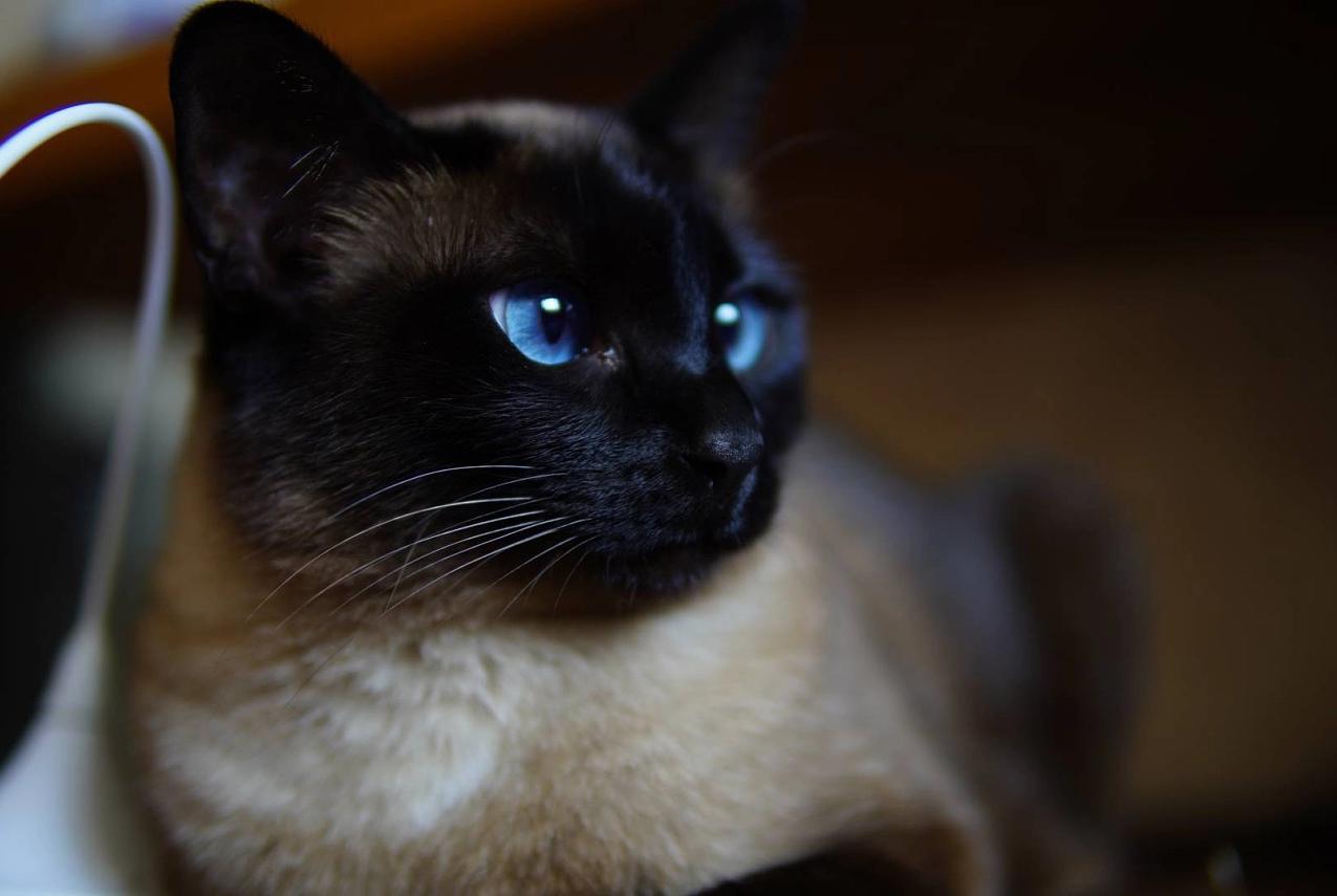 国外猫和国内猫品种,中国国猫是哪一个品种的猫