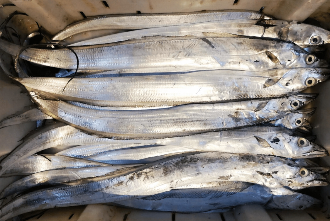 肉厚刺少又扁的海鱼,海鱼哪个品种刺少肉厚