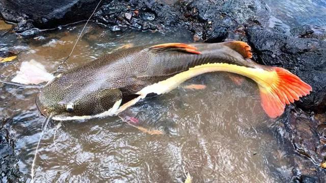 2020年禁养水产类名单,国家禁止放生的鱼类有哪些