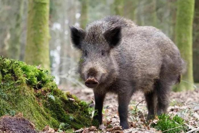 陕西省杀猪令,杀猪被罚款10万元官方报道