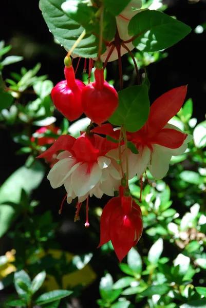 分享图片温暖大图,倒挂金钟花唯美视频