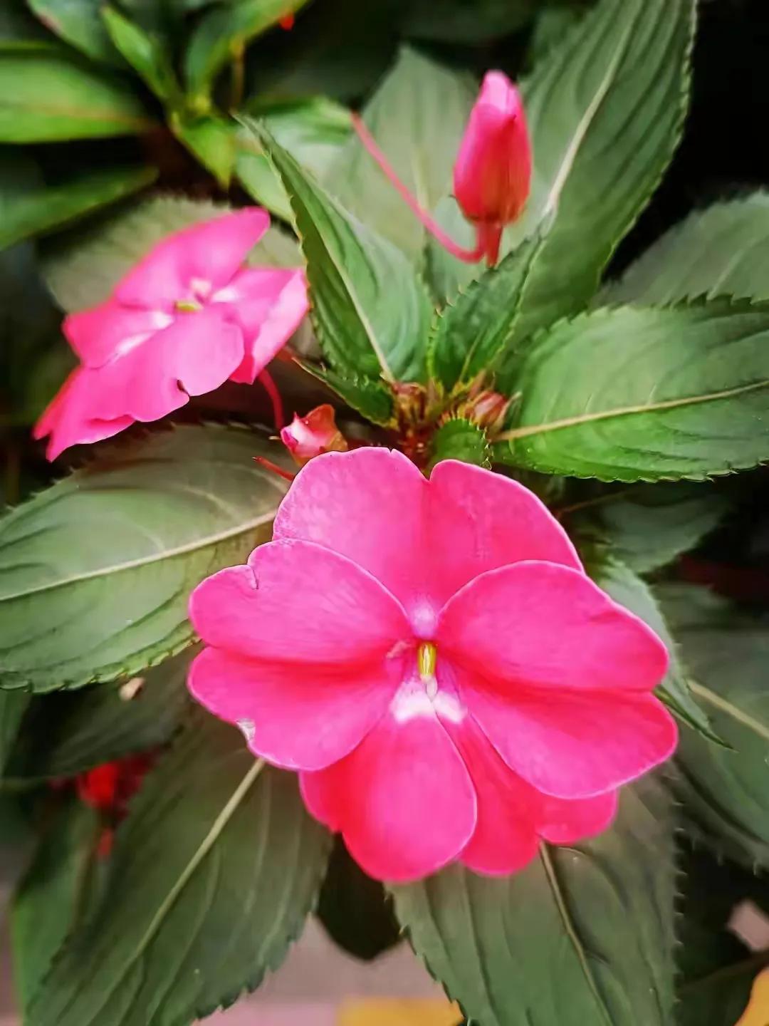 美丽五颜六色的凤仙花,七月最美的花景视频素材