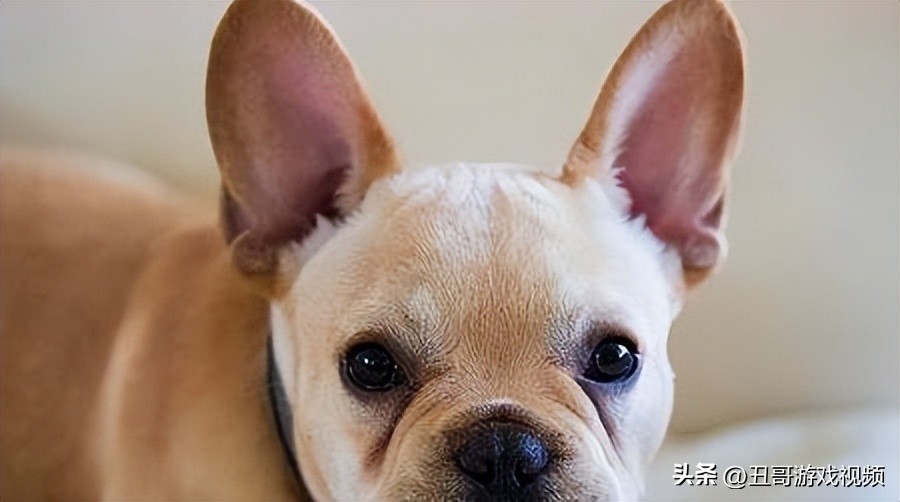 法斗狗泪痕能擦掉吗,法斗狗嘴角流黏液怎么回事