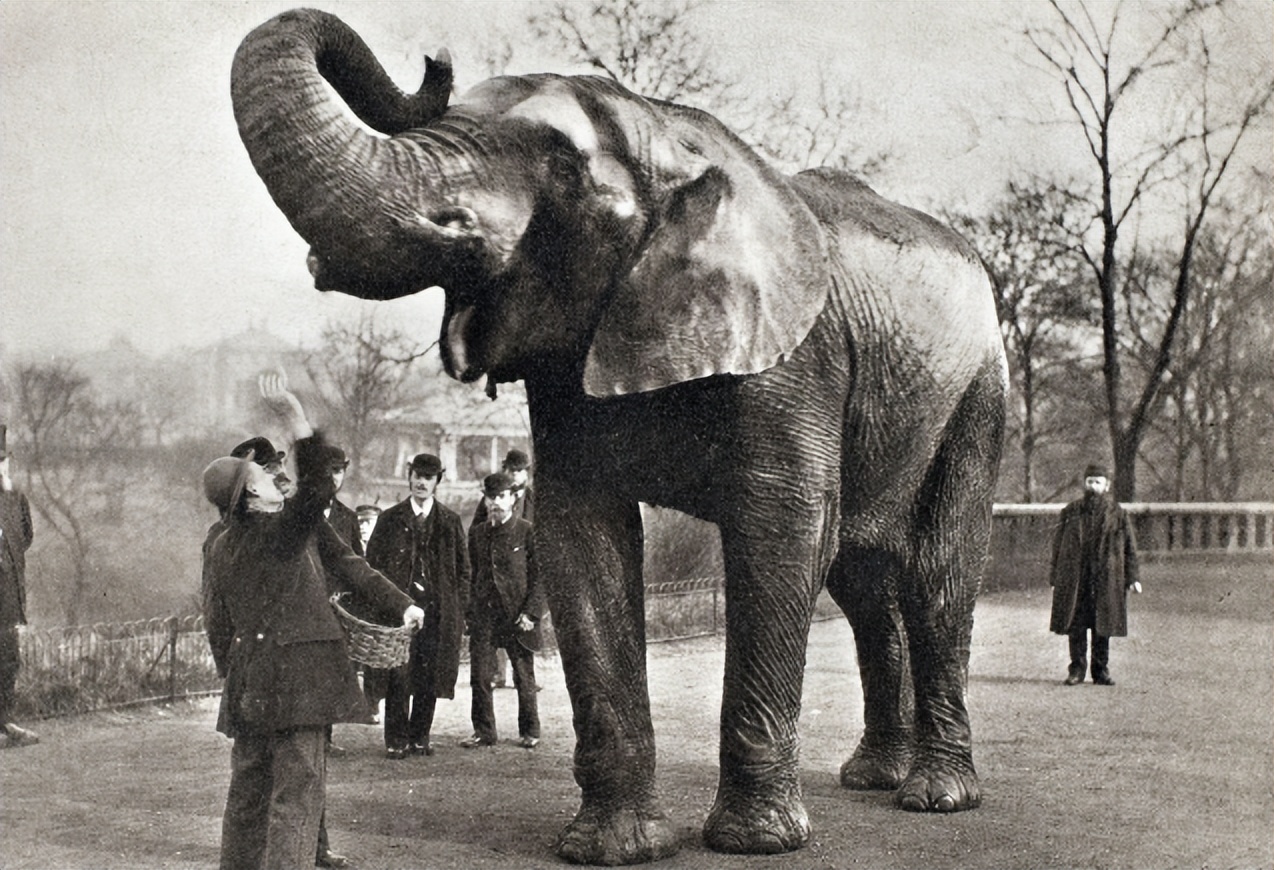 世界唯一被执行死刑的大象,被判死刑的大象