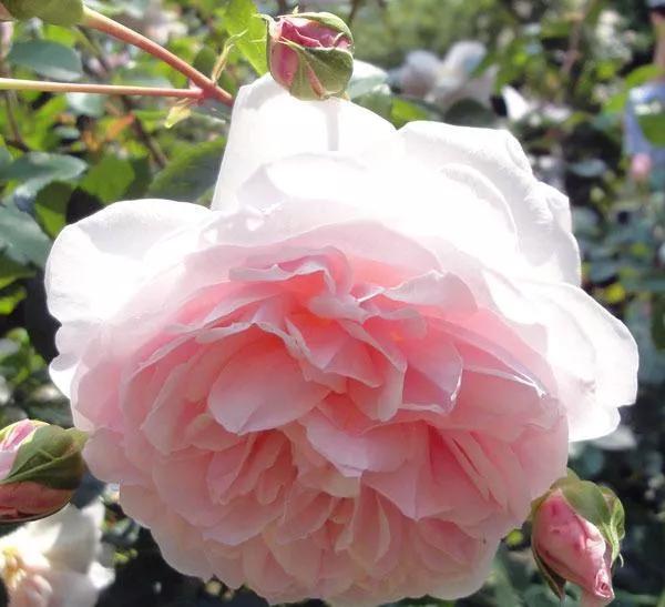 常见切花月季一览（40）（接上期）