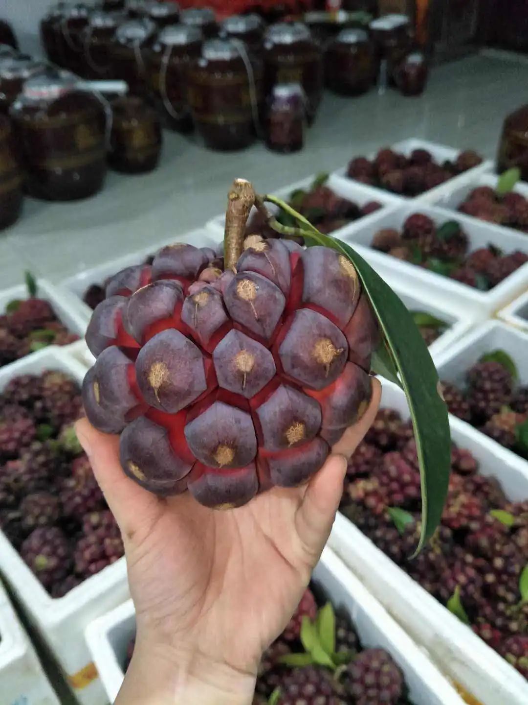 生长在山里的野果叫什么,现实中像恶魔果实的水果