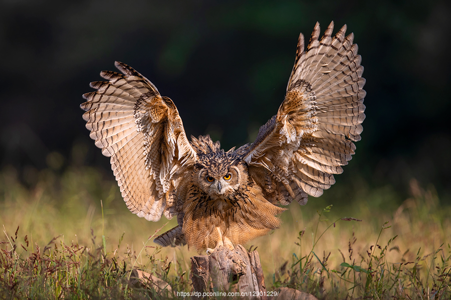 世界上最快的动物排行榜：阿猫阿狗都敌不过它们！