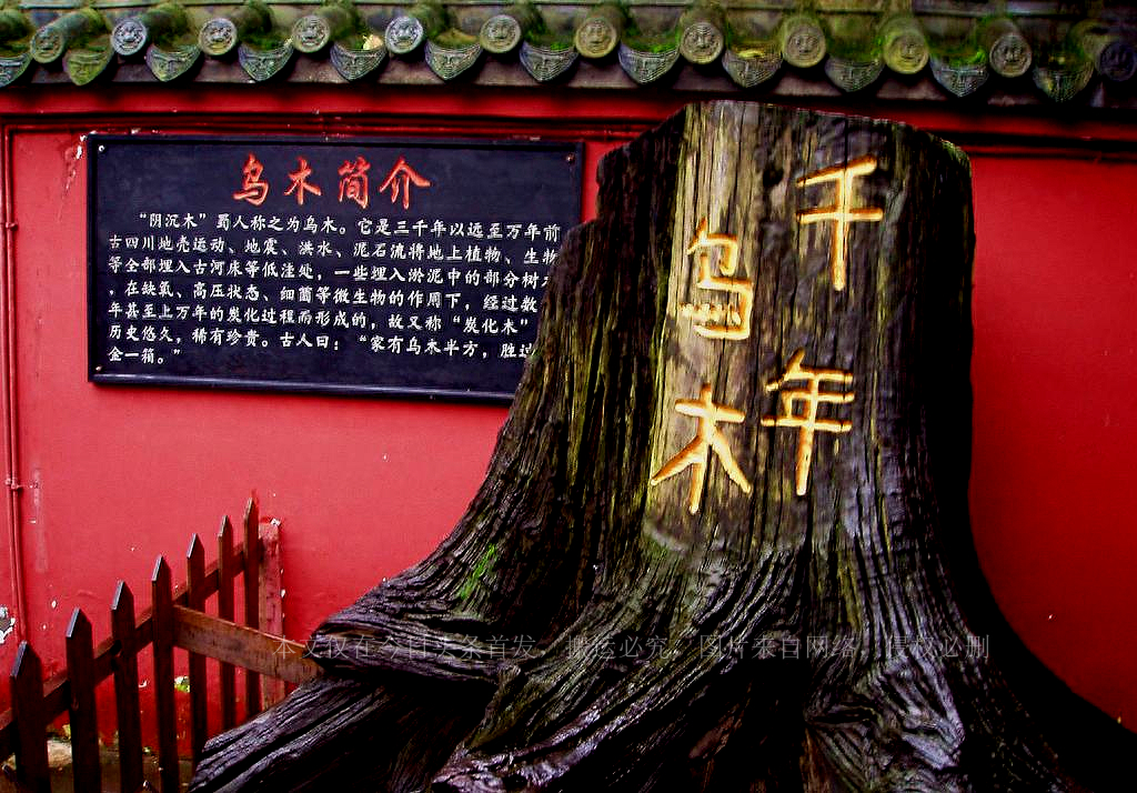 四川发现阴沉木,金丝楠阴沉木从地下挖出