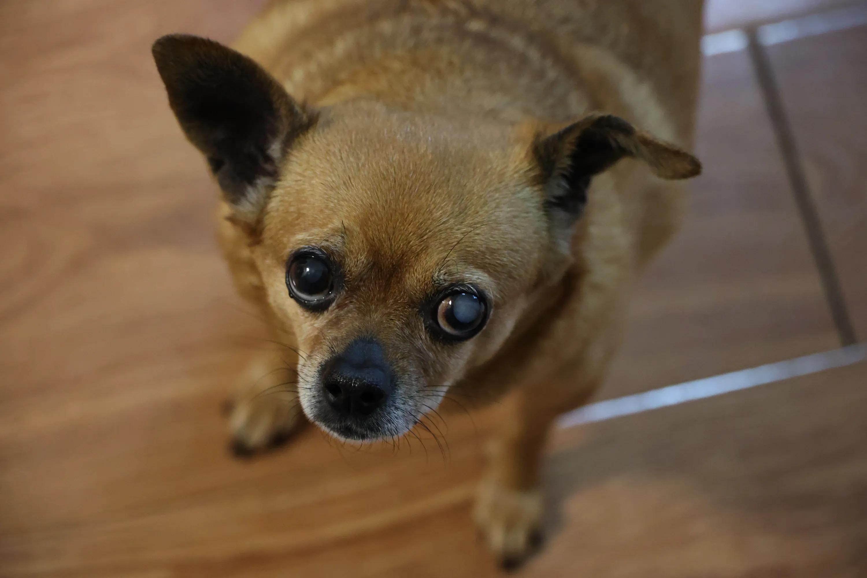 狗狗耳道清洁的正确方法,狗狗的卫生怎样打理