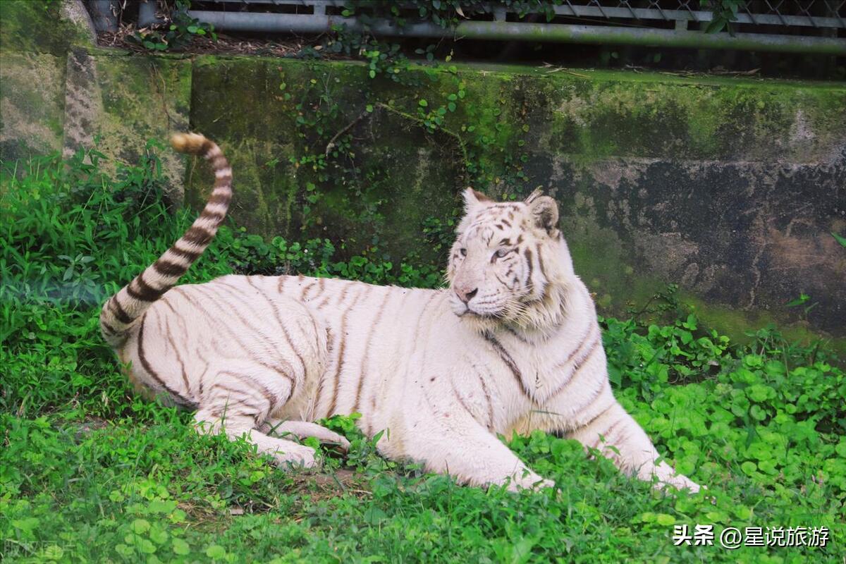 上海5a级景点排名榜名单公布,上海周边有山的5a景区