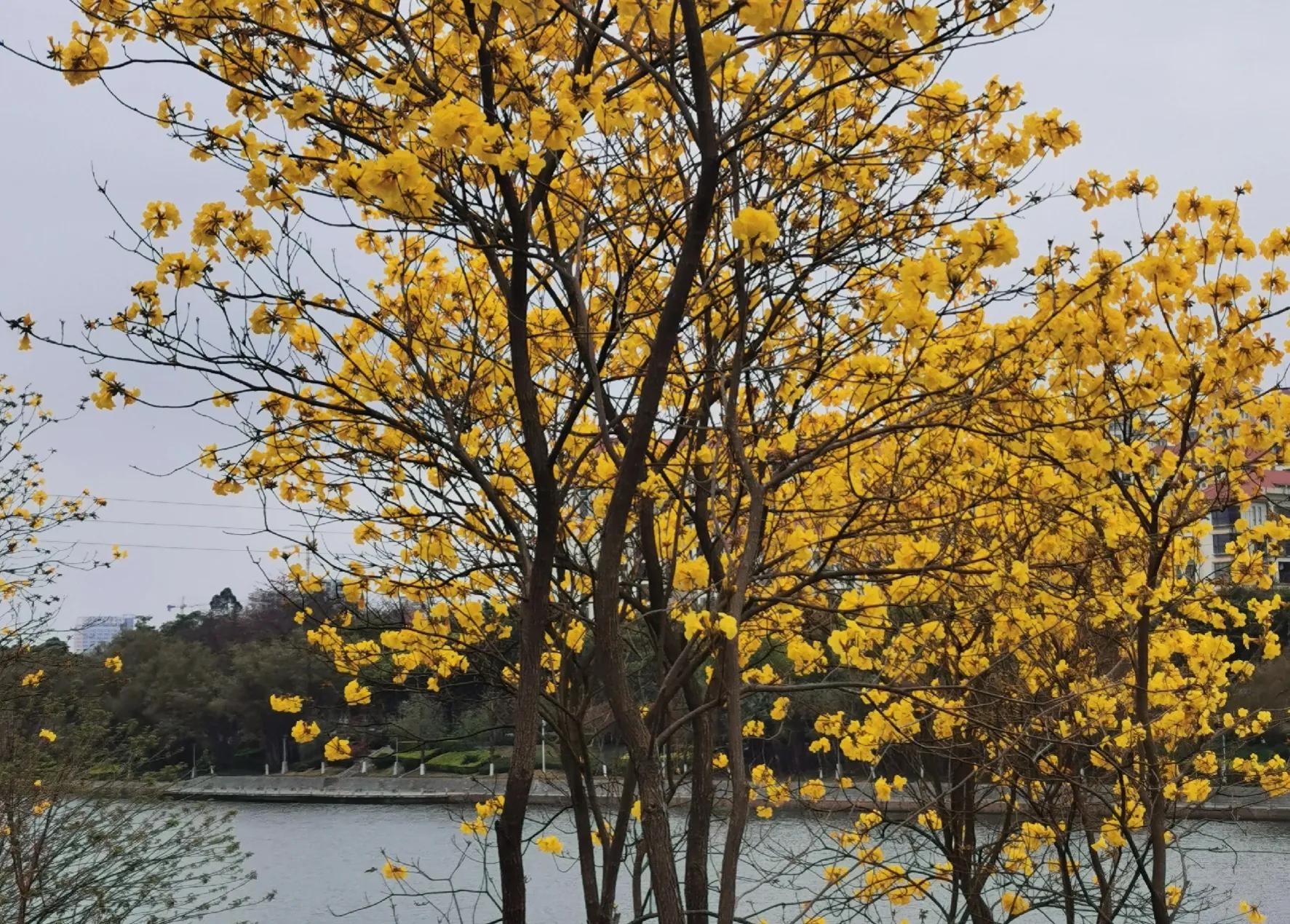 描写春天的姹紫嫣红的古诗,形容春天姹紫嫣红的诗句