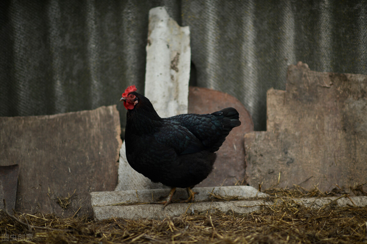 乌鸡白凤丸神奇的治病案例,著名中成药乌鸡白凤丸