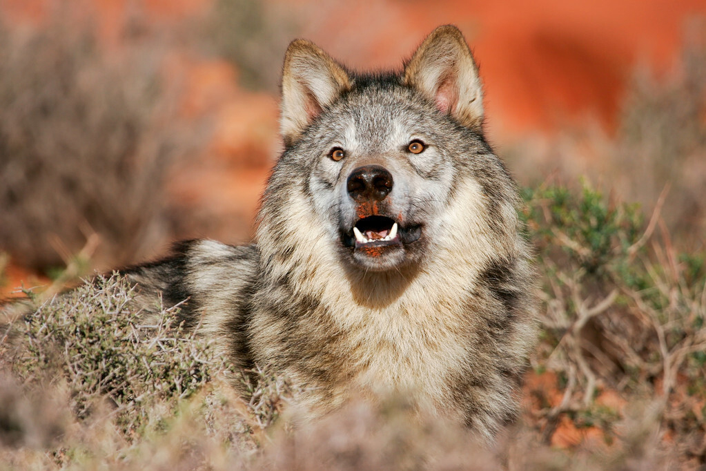 为什么狼和狗没有产生生殖隔离,狼和狗的区别有生殖隔离吗