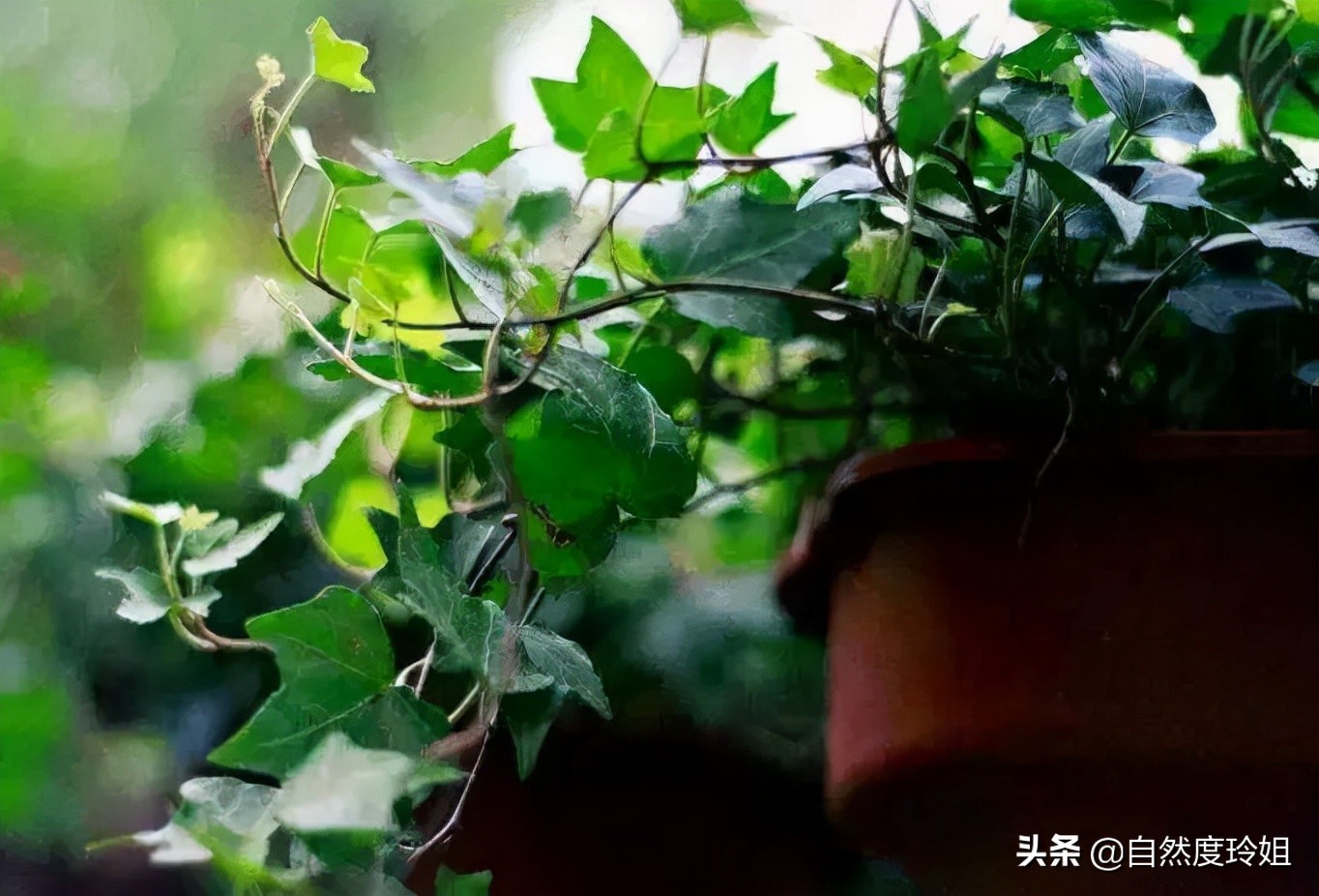 拥有了这瓶“肌肤凉茶”，出油、爆痘、毛孔粗大都会渐渐离你而去