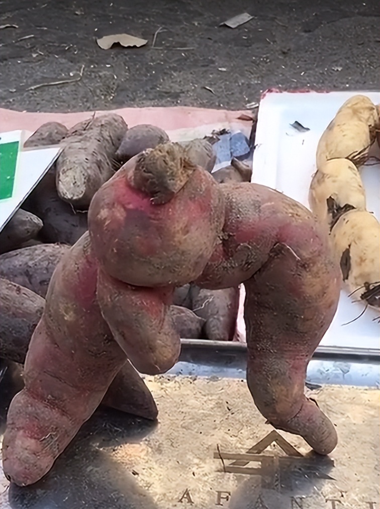 介绍玉林大番薯,玉林特产又香又脆特别好吃