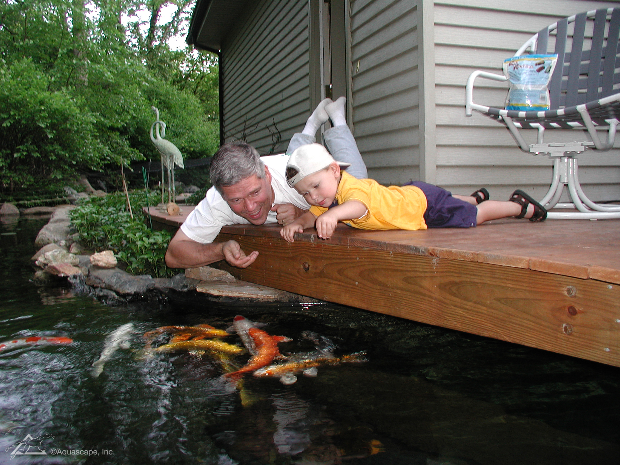 生态缸为啥不长藻不出绿水,生态缸为什么养不活虾