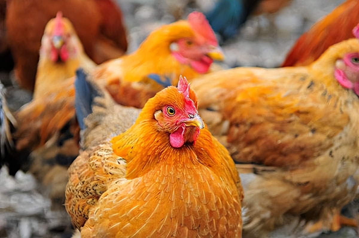 鸡蹬爪子多久长出来,鸡一般多久长脚蹬子