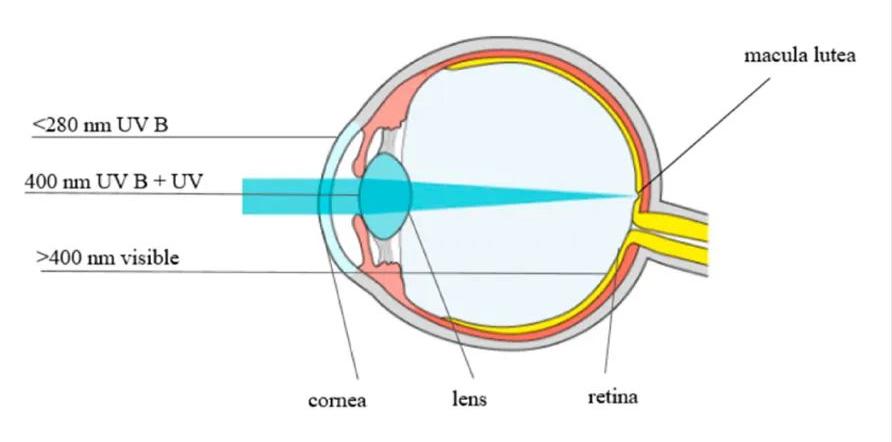 叶黄素我们真的需要吗,爱护叶黄素